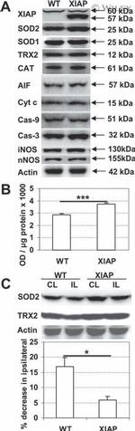 SOD1 Antibody in Western Blot (WB)
