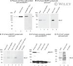 Connexin 47 Antibody in Western Blot (WB)