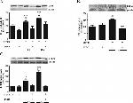 TNF alpha Antibody in Western Blot (WB)