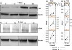 Phospho-FAK (Tyr397) Antibody in Western Blot (WB)
