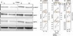 Phospho-HSP27 (Ser85) Antibody in Western Blot (WB)
