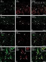 Connexin 36 Antibody in Immunohistochemistry (IHC)