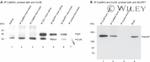 Connexin 36 Antibody in Immunoprecipitation (IP)