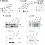 Connexin 36 Antibody in Western Blot, Immunoprecipitation (WB, IP)
