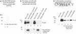 Connexin 36 Antibody in Western Blot (WB)