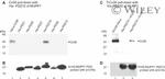 Connexin 36 Antibody in Western Blot (WB)