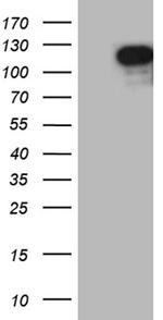 ELF1 Antibody in Western Blot (WB)