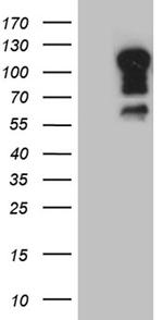 ELF1 Antibody in Western Blot (WB)