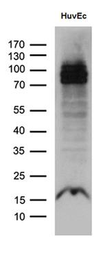 ELF1 Antibody in Western Blot (WB)