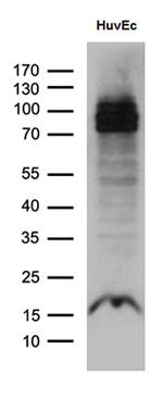 ELF1 Antibody in Western Blot (WB)