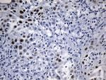 ELF3 Antibody in Immunohistochemistry (Paraffin) (IHC (P))