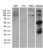 ELF4 Antibody in Western Blot (WB)