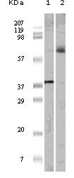 ELK1 Monoclonal Antibody (7E10D5, 7E10E8)