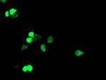 ELK3 Antibody in Immunocytochemistry (ICC/IF)