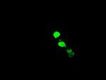 ELK3 Antibody in Immunocytochemistry (ICC/IF)