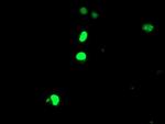 ELK3 Antibody in Immunocytochemistry (ICC/IF)