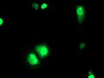 ELK3 Antibody in Immunocytochemistry (ICC/IF)