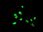 ELK3 Antibody in Immunocytochemistry (ICC/IF)