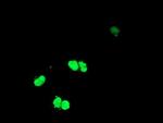 ELK3 Antibody in Immunocytochemistry (ICC/IF)