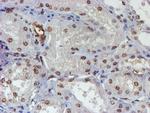 ELK3 Antibody in Immunohistochemistry (Paraffin) (IHC (P))