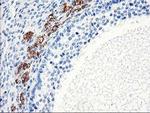 ELK3 Antibody in Immunohistochemistry (Paraffin) (IHC (P))
