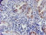 ELK3 Antibody in Immunohistochemistry (Paraffin) (IHC (P))