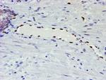 ELK3 Antibody in Immunohistochemistry (Paraffin) (IHC (P))