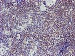 ELK3 Antibody in Immunohistochemistry (Paraffin) (IHC (P))