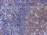 ELK3 Antibody in Immunohistochemistry (Paraffin) (IHC (P))