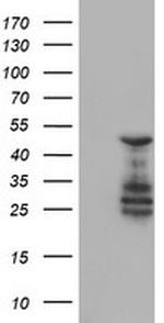 ELK3 Antibody in Western Blot (WB)