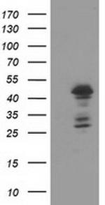ELK3 Antibody in Western Blot (WB)