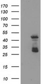 ELK3 Antibody in Western Blot (WB)