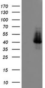 ELK3 Antibody in Western Blot (WB)