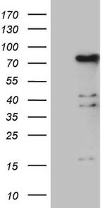 ELL Antibody in Western Blot (WB)