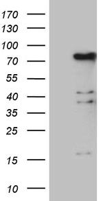 ELL Antibody in Western Blot (WB)
