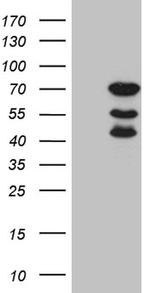 ELL Antibody in Western Blot (WB)