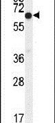 ELL Antibody in Western Blot (WB)