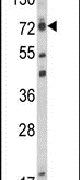 ELL Antibody in Western Blot (WB)