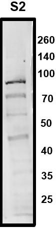 ELL Antibody in Western Blot (WB)