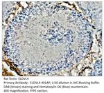 ELOVL4 Polyclonal Antibody