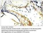 ELOVL4 Antibody in Immunohistochemistry (IHC)