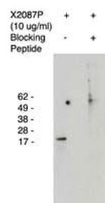 ELOVL4 Polyclonal Antibody