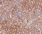 HSP60 Antibody in Immunohistochemistry (Paraffin) (IHC (P))
