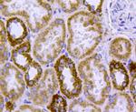 HSP60 Antibody in Immunohistochemistry (Paraffin) (IHC (P))
