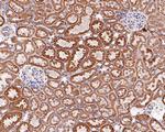 HSP60 Antibody in Immunohistochemistry (Paraffin) (IHC (P))