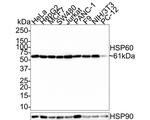 HSP60 Antibody in Western Blot (WB)
