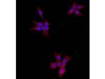Beta-Catenin Antibody in Immunocytochemistry (ICC/IF)