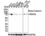 Beta-Catenin Antibody in Western Blot (WB)
