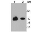 OCT4 Antibody in Western Blot (WB)