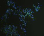 EpCAM Antibody in Immunocytochemistry (ICC/IF)